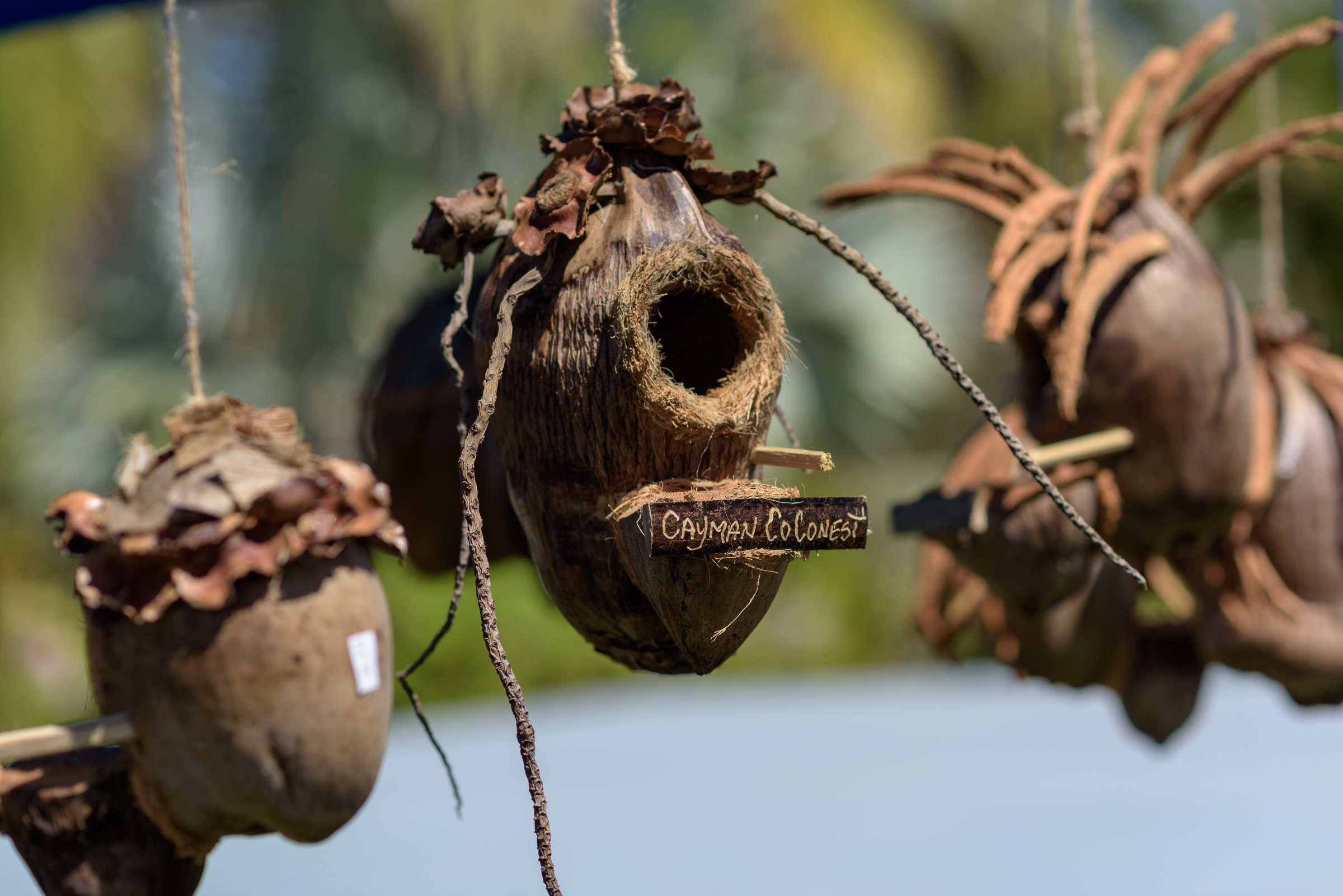 Cayman Loves Coconut! Coco Fest is Back by Popular Demand 