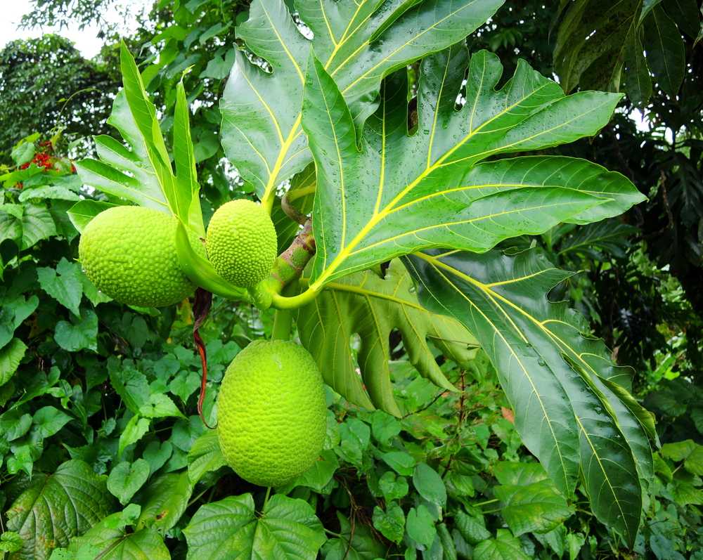 Caribbean Fruits: Quick Facts about Breadfruit & Why It Is Good for You!