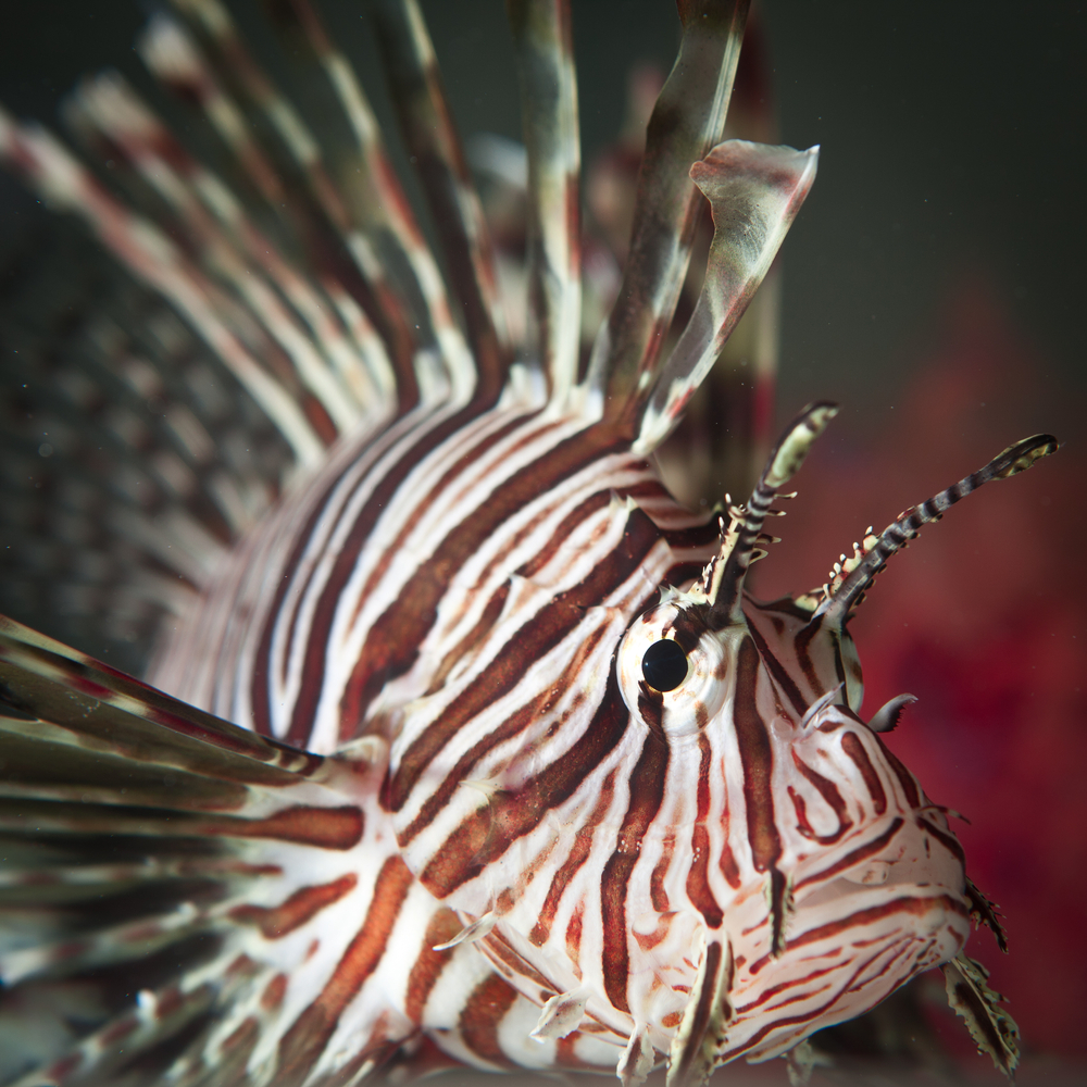 CULL #35:  The Next Lionfish Tournament
